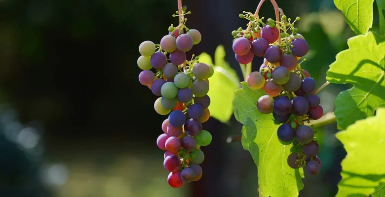 Páteční farmářské trhy nabídnou burčák