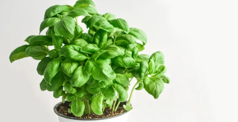 Farmářské trhy Karlovy Vary