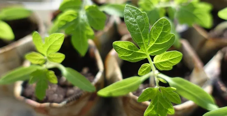 Farmářské trhy Karlovy Vary