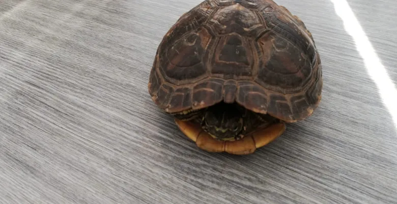 Areál Rolava Karlovy Vary