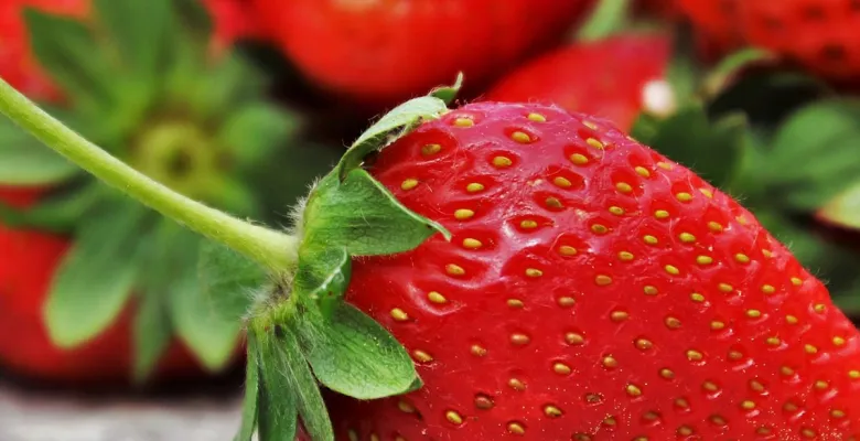 Farmářské trhy Karlovy Vary