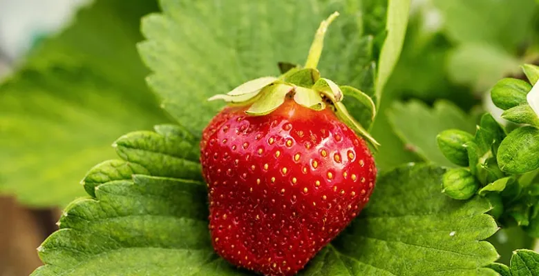 Farmářské trhy Karlovy Vary