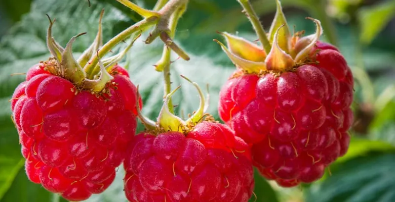 Farmářské trhy Karlovy Vary