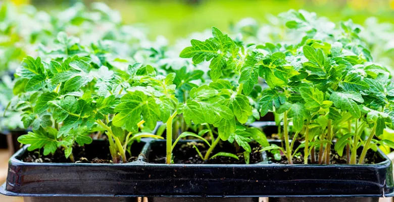 Farmářské trhy Karlovy Vary