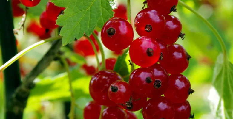 Farmářské trhy Karlovy Vary