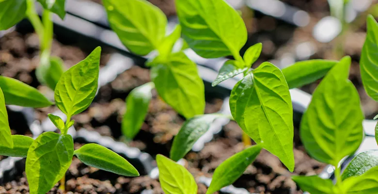 Farmářské trhy Karlovy Vary