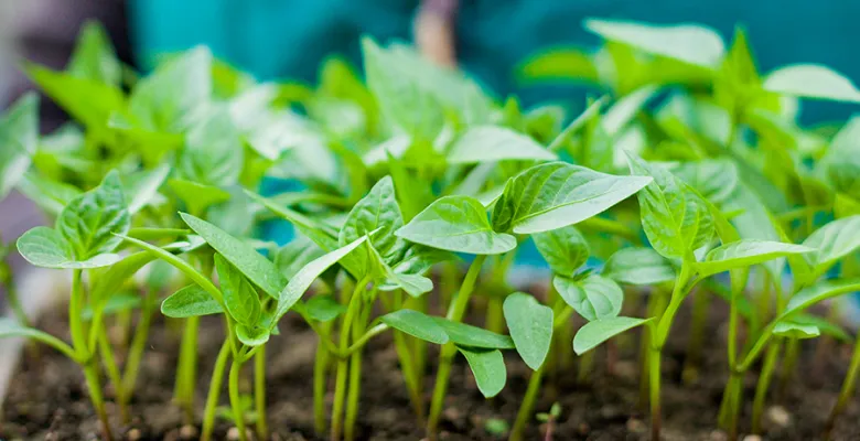 Farmářské trhy nabídnou sazenice zeleniny