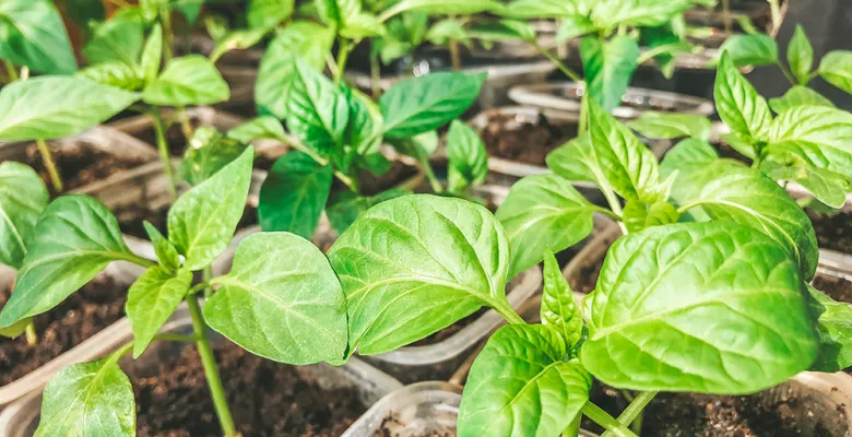 Farmářské trhy Karlovy Vary