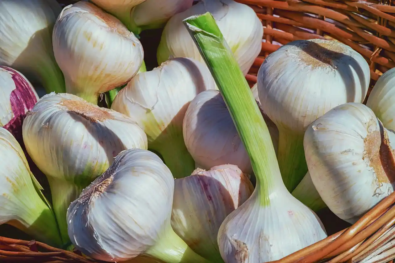 Farmářské trhy ve znamení česneku a burčáku